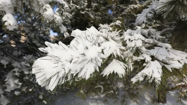Branches Pin Dans Neige Chine Nord Plaine — Video