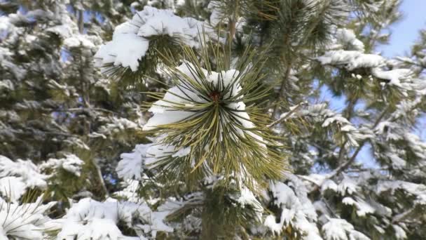 Pine Branches Snow North China Plain — Stock Video