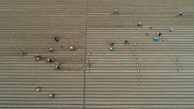 Çiftçiler tarlalarda zencefil yetiştiriyor, havadan fotoğraf, Çin