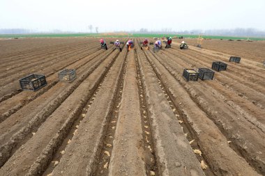 LUANNAN COUNTY, Hebei Eyaleti, Çin - 27 Mart 2021: çiftçiler tarlalarda zencefil yetiştiriyor