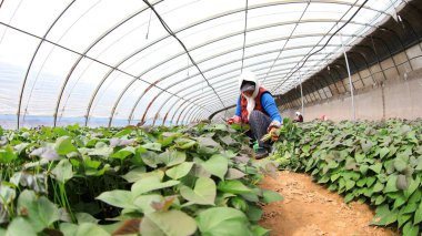 LUANNAN COUNTY, Çin - 29 Mart 2021: çiftçiler seralarda tatlı patates fideleri topluyorlar