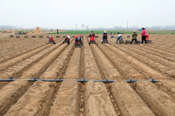 Condado Luannan Provincia Hebei China Marzo 2021 Los Agricultores Cultivan — Foto de Stock
