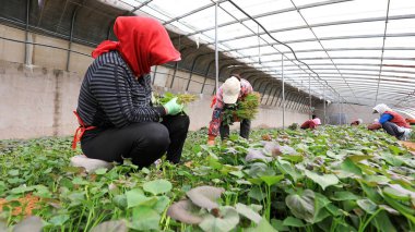 LUANNAN COUNTY, Çin - 29 Mart 2021: çiftçiler seralarda tatlı patates fideleri topluyorlar