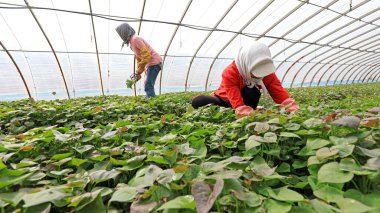 LUANNAN COUNTY, Çin - 29 Mart 2021: çiftçiler seralarda tatlı patates fideleri topluyorlar