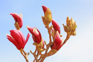Manolya tomurcukları parkta, Kuzey Çin 'de