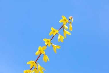 Çiçekler açıyor mavi gökyüzünün arka planında