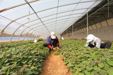 LUANNAN COUNTY, Hebei Eyaleti, Çin - 30 Mart 2021: çiftçiler ekmek için tatlı patates fideleri hasat ettiler.