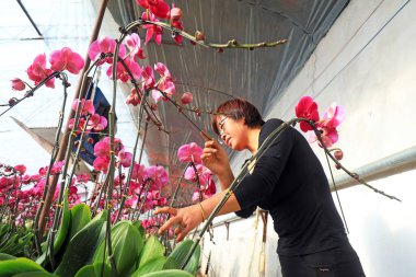 LUANNAN COUNTY, Hebei Eyaleti, Çin - 1 Şubat 2021: işçiler Phalaenopsis 'i satmak için hazır bir fidanlıkta topladılar.