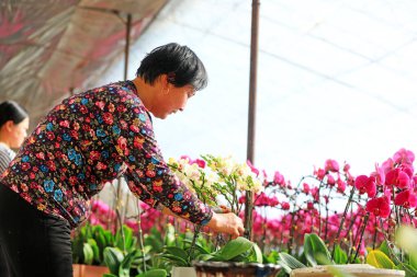 LUANNAN COUNTY, Hebei Eyaleti, Çin - 1 Şubat 2021: işçiler Phalaenopsis 'i satmak için hazır bir fidanlıkta topladılar.