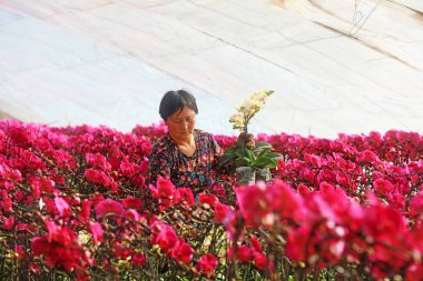 LUANNAN COUNTY, Hebei Eyaleti, Çin - 1 Şubat 2021: işçiler Phalaenopsis 'i satmak için hazır bir fidanlıkta topladılar.