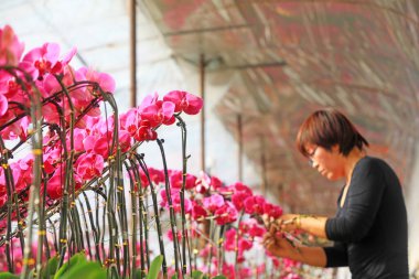 LUANNAN COUNTY, Hebei Eyaleti, Çin - 1 Şubat 2021: işçiler Phalaenopsis 'i satmak için hazır bir fidanlıkta topladılar.