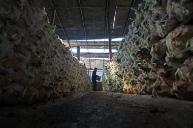 LUANNAN COUNTY, Hebei Eyaleti, Çin - 2 Şubat 2021: çiftçiler yenilebilir mantarları üreme kulübesinde taşıyorlar