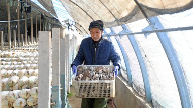 LUANNAN COUNTY, Hebei Eyaleti, Çin - 2 Şubat 2021: çiftçiler yenilebilir mantarları üreme kulübesinde taşıyorlar