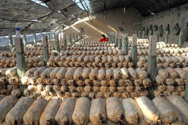 LUANNAN COUNTY, Hebei Eyaleti, Çin - 2 Şubat 2021: Çiftçiler bir üreme kulübesinde mantar topluyor