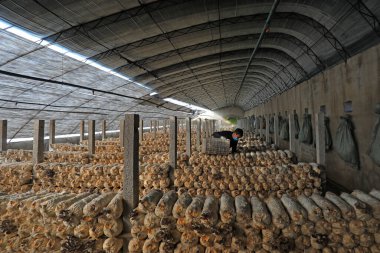 LUANNAN COUNTY, Hebei Eyaleti, Çin - 2 Şubat 2021: Çiftçiler bir üreme kulübesinde mantar topluyor
