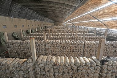 Kuzey Çin 'deki serada mantar çubukları var.