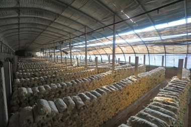 Kuzey Çin 'deki serada mantar çubukları var.