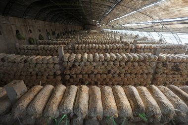 Kuzey Çin 'deki serada mantar çubukları var.