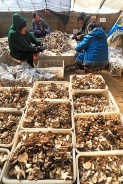 LUANNAN COUNTY, Hebei Eyaleti, Çin - 2 Şubat 2021: Çiftçiler üreme kulübesindeki yenilebilir mantarları düzenliyorlar