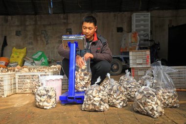LUANNAN COUNTY, Hebei Eyaleti, Çin - 2 Şubat 2021: Çiftçiler mantar kümesinde mantar paketliyorlar