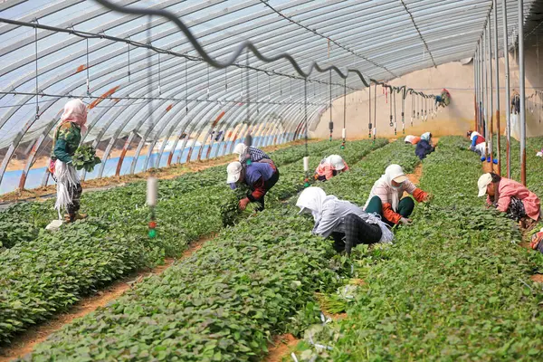 LUANNAN COUNTY, Hebei Eyaleti, Çin - 30 Mart 2021: çiftçiler ekmek için tatlı patates fideleri hasat ettiler.