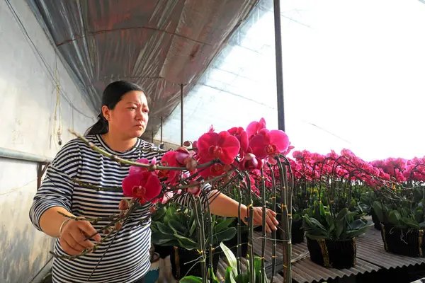 LUANNAN COUNTY, Hebei Eyaleti, Çin - 1 Şubat 2021: işçiler Phalaenopsis 'i satmak için hazır bir fidanlıkta topladılar.