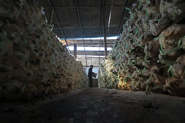 Stock image LUANNAN COUNTY, Hebei Province, China - February 2, 2021: farmers carry edible fungi in a breeding shed