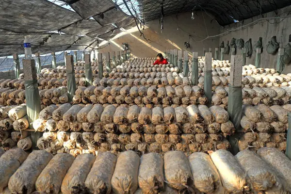 LUANNAN COUNTY, Hebei Eyaleti, Çin - 2 Şubat 2021: Çiftçiler bir üreme kulübesinde mantar topluyor