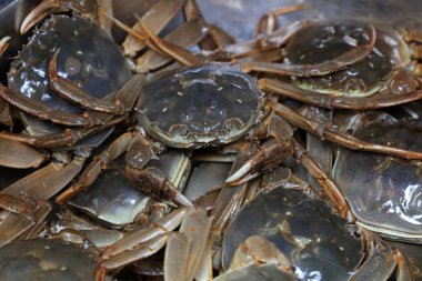 Taze nehir yengeçlerinin yakın çekimi.