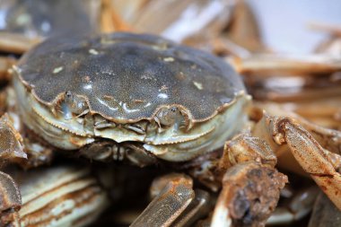 A close-up of fresh river crabs clipart