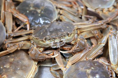 A close-up of fresh river crabs clipart