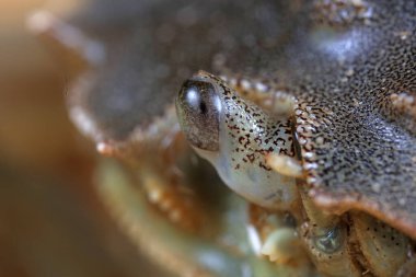 Compound eyes of river crab, macro photos clipart