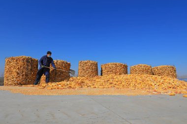 LUANNAN COUNTY, Hebei Eyaleti, Çin - 22 Şubat 2021: çiftçiler bir çiftlikte güneşte mısır üretiyor