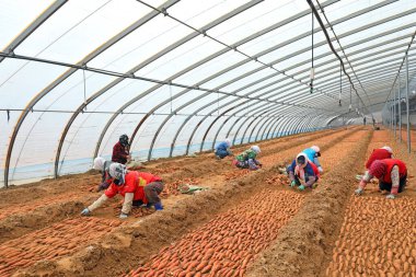 LUANNAN COUNTY, Hebei Eyaleti, Çin - 23 Şubat 2021: Çiftçiler Kuzey Çin 'deki seralara tatlı patates fidanları koydular