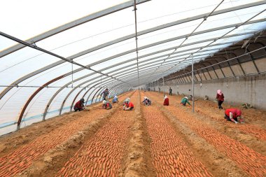 LUANNAN COUNTY, Hebei Eyaleti, Çin - 23 Şubat 2021: Çiftçiler Kuzey Çin 'deki seralara tatlı patates fidanları koydular