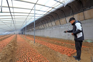 LUANNAN COUNTY, Hebei Eyaleti, Çin - 23 Şubat 2021: Çiftçiler Kuzey Çin 'deki seralara tatlı patates fidanları koydular