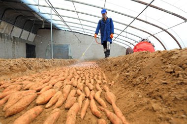 LUANNAN COUNTY, Hebei Eyaleti, Çin - 23 Şubat 2021: Çiftçiler tatlı patates tohumlarının üzerine mantar ilacı sıkıyorlar