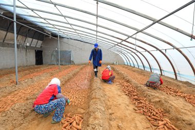 LUANNAN COUNTY, Hebei Eyaleti, Çin - 23 Şubat 2021: Çiftçiler tatlı patates tohumlarının üzerine mantar ilacı sıkıyorlar