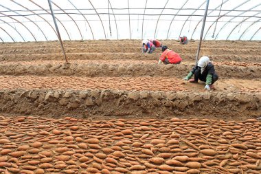LUANNAN COUNTY, Hebei Eyaleti, Çin - 24 Şubat 2021: Çiftçiler seraya tatlı patates tohumları koydular