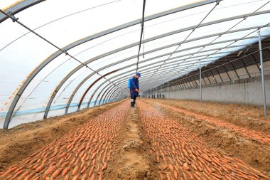 LUANNAN COUNTY, Hebei Eyaleti, Çin - 23 Şubat 2021: Çiftçiler tatlı patates tohumlarının üzerine mantar ilacı sıkıyorlar