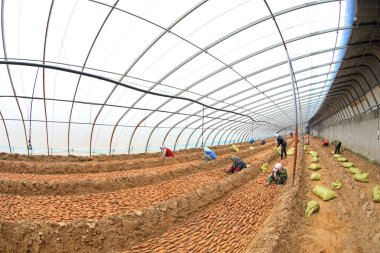 LUANNAN COUNTY, Hebei Eyaleti, Çin - 24 Şubat 2021: Çiftçiler seraya tatlı patates tohumları koydular