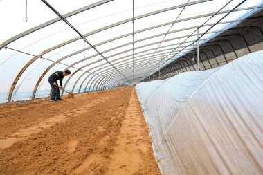 LUANNAN COUNTY, Hebei Eyaleti, Çin - 24 Şubat 2021: Çiftçiler tatlı patates tohumu serasında çalışıyorlar