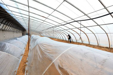 LUANNAN COUNTY, Hebei Eyaleti, Çin - 24 Şubat 2021: Çiftçiler tatlı patates tohumu serasında çalışıyorlar