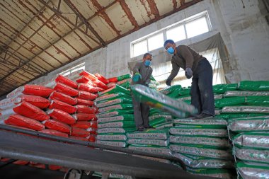 LUANNAN COUNTY, Hebei Eyaleti, Çin - 26 Şubat 2021: İşçiler depolama atölyesine gübre yüklemek için taşıyıcı bant kullanıyor