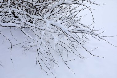 Karla kaplı ağaçlar, Kuzey Çin