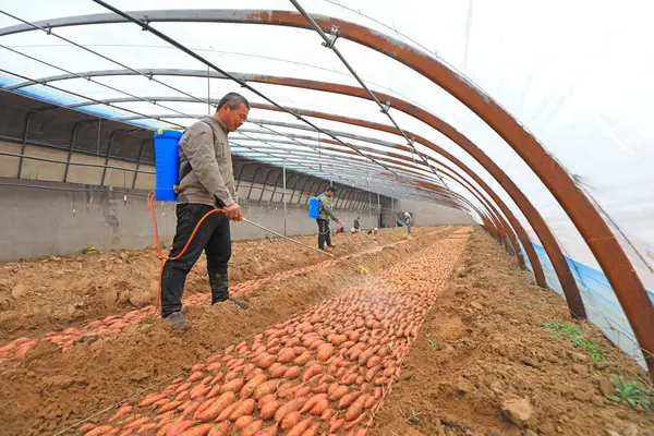 Condado Luannan Provincia Hebei China Febrero 2021 Los Agricultores Rocían — Foto de Stock