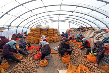 LUANNAN COUNTY, Hebei Eyaleti, Çin - 4 Mart 2021: çiftçiler serada tohum blokları yapmak için patates kestiler