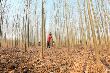 LUANNAN COUNTY, Hebei Eyaleti, Çin - 8 Mart 2021: çiftçiler fideleri fidanlıkta yetiştiriyorlar