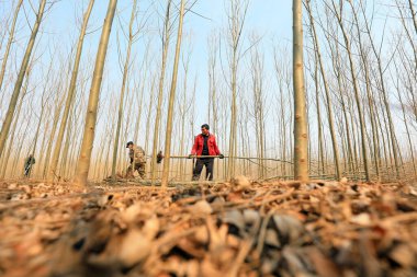 LUANNAN COUNTY, Hebei Eyaleti, Çin - 8 Mart 2021: çiftçiler fideleri fidanlıkta yetiştiriyorlar