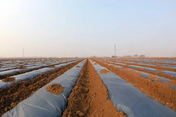 Los Agricultores Conducen Una Sembradora Para Plantar Patatas Las Tierras — Foto de Stock